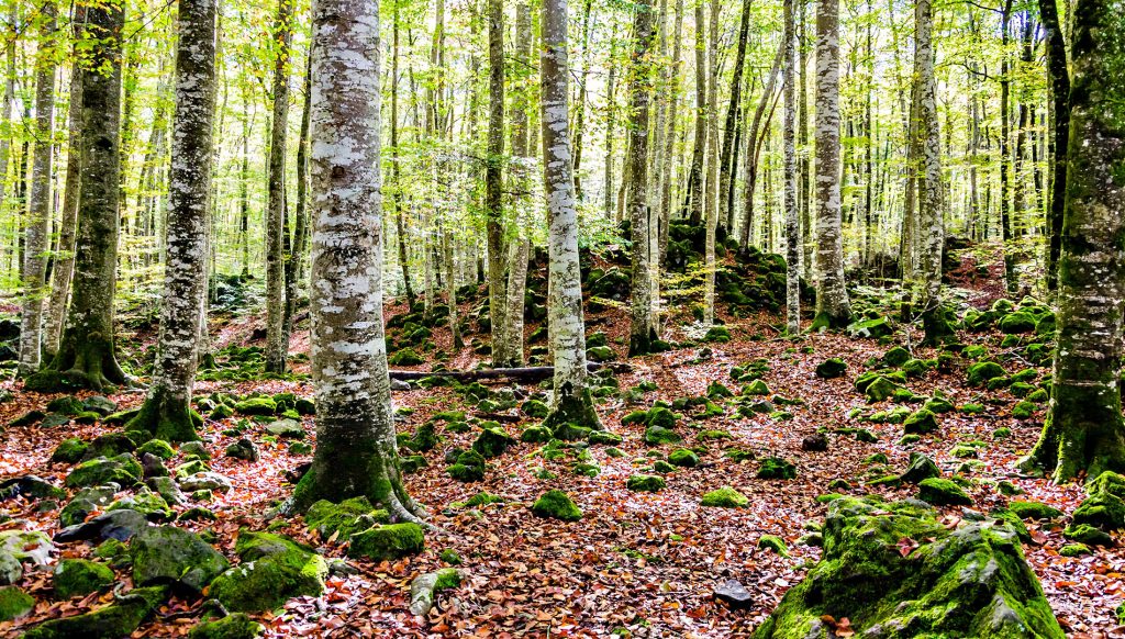 mejores parques naturales de espana 1024x582 - Los bosques y parques naturales más bonitos de España para ver en otoño