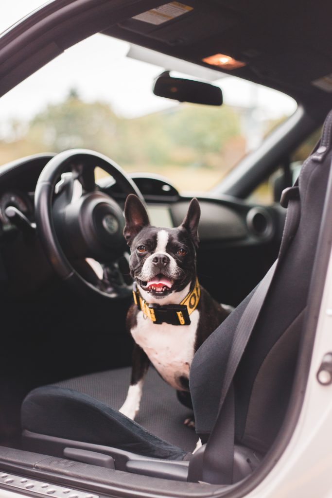 Mascota 1 683x1024 - ¿Cómo debo llevar a mi mascota en el coche?