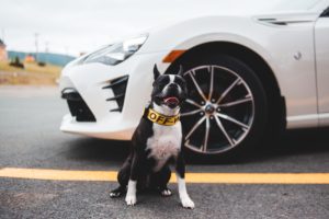 como llevar al perro en el coche