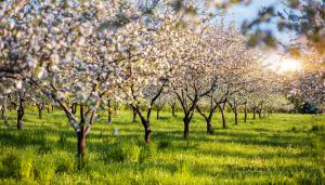 paisajes de primavera en España