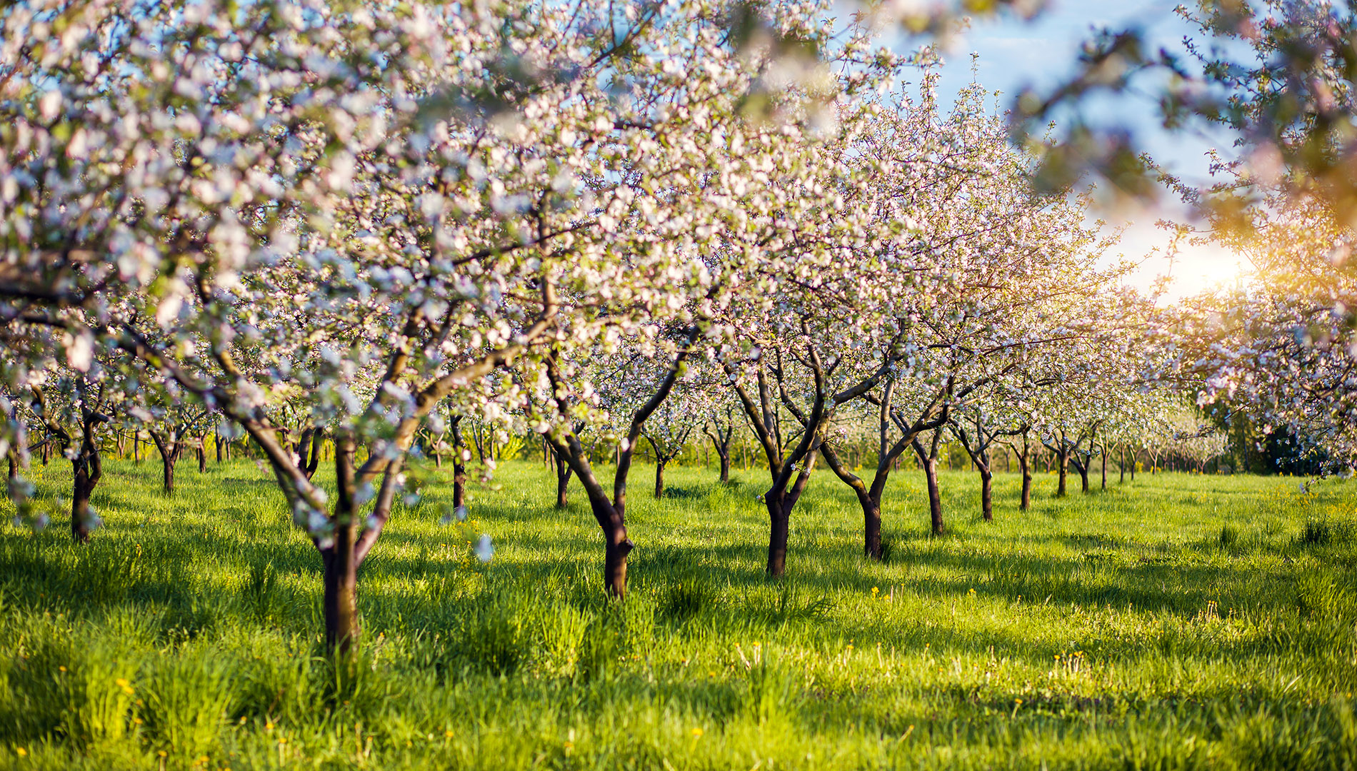 paisajes de primavera en España